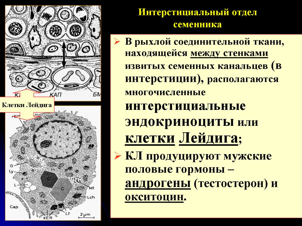 Клетки лейдига. Интерстициальные клетки семенника. Интерстициальные эндокриноциты клетки. Клетки Лейдига семенников. Интерстициальные клетки семенников эндокриноциты.