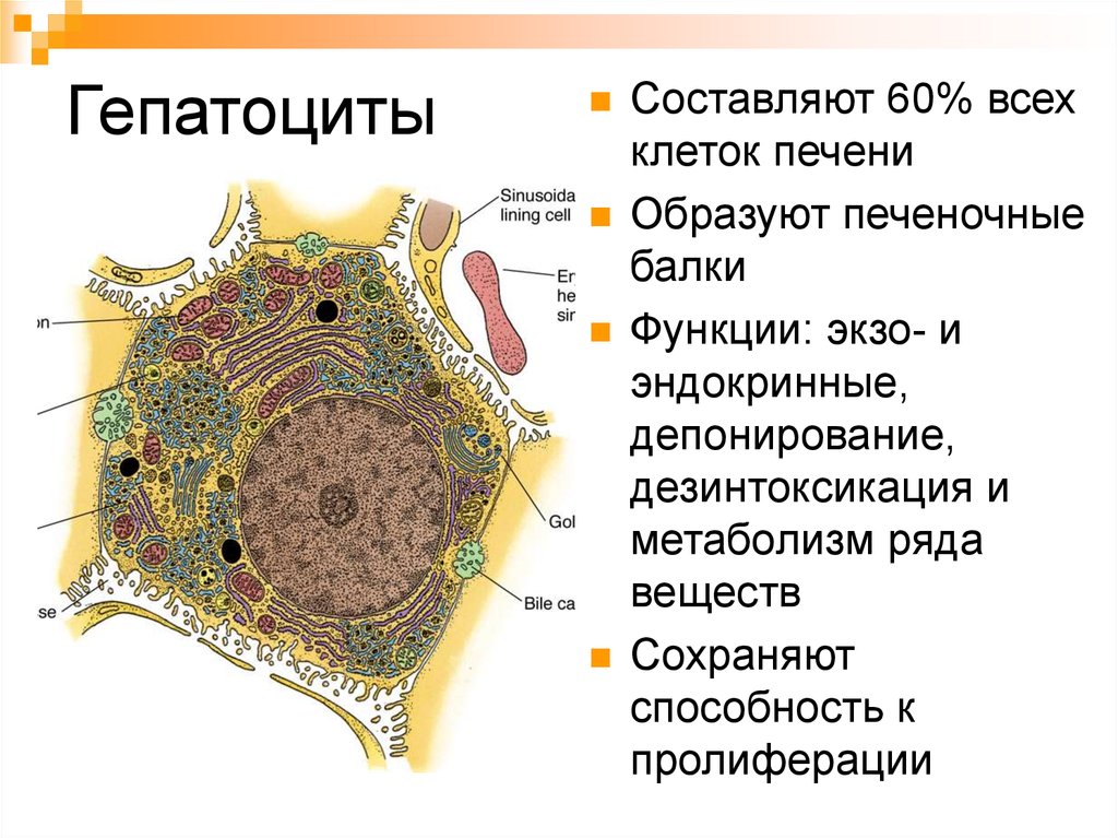 Какие клетки в печени. Строение гепатоцита гистология. Структура клеток печени. Строение печеночной клетки. Гепатоцит строение гистология.
