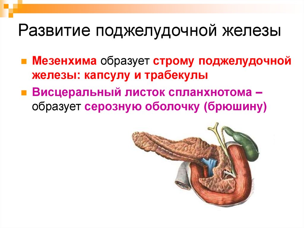 Поджелудочная железа относится к пищеварительной. Поджелудочная железа Спланхнология. Строма поджелудочной железы. Строма поджелудочной железы строение. Капсула поджелудочной железы.