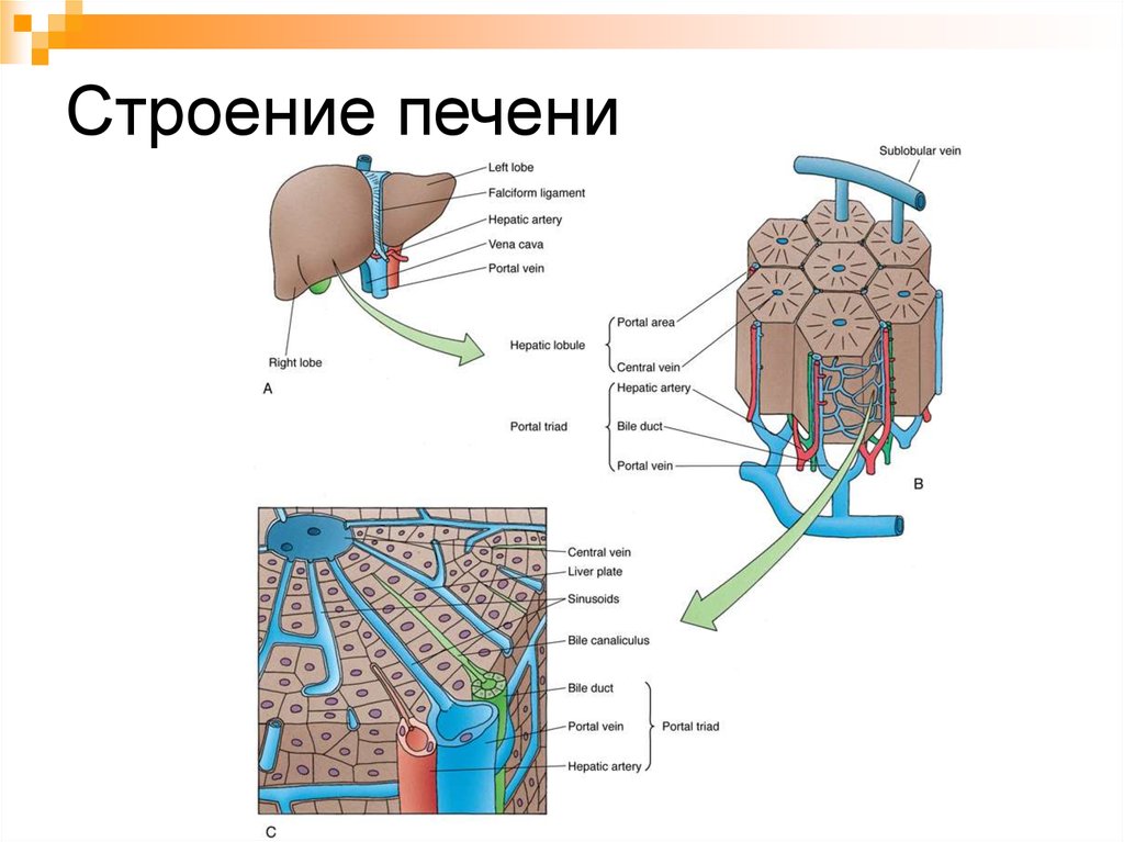 Схема печени человека