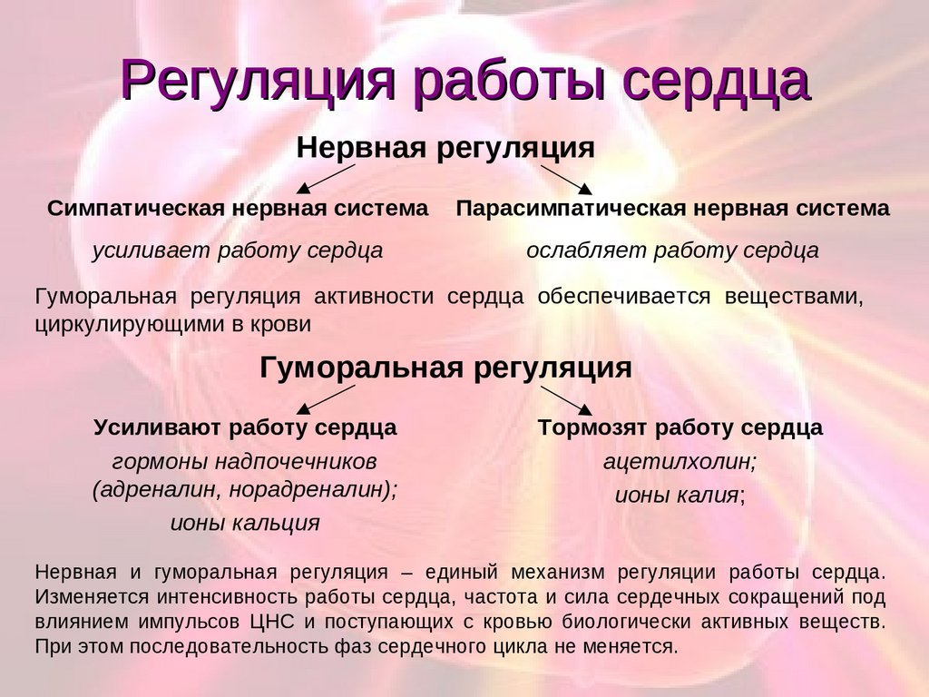 Работу сердца усиливают. Регуляция работы сердца схема 8 класс. Нервно-гуморальная регуляция сердечной деятельности. Нервная и гуморальная регуляция работы сердца. Регуляция работы сердца и кровеносных сосудов.