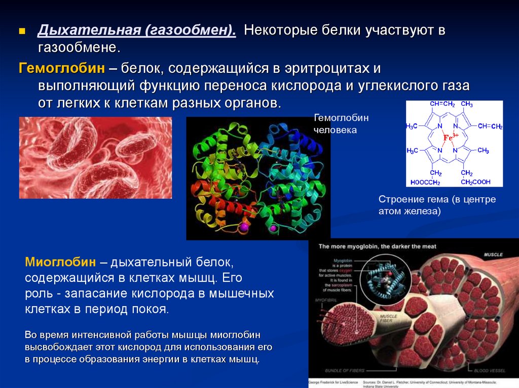 Собственные белки человека. Белки в организме. Белковые структуры в организме человека. Белок гемоглобин функция. Белок в организме строение.