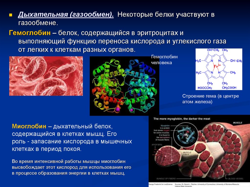 Белки кислород. Белок гемоглобин функция. Белковые структуры в организме человека. Белок в организме строение. Гемоглобин функция белка.