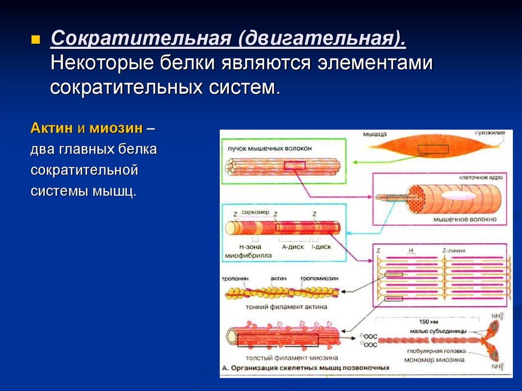 Мышцы входят в состав системы. Сократительные белки актин и миозин функции. Структура и функции сократительных белков скелетных мышц. Сократительная система мышечного волокна. Основные белки мышечного волокна.