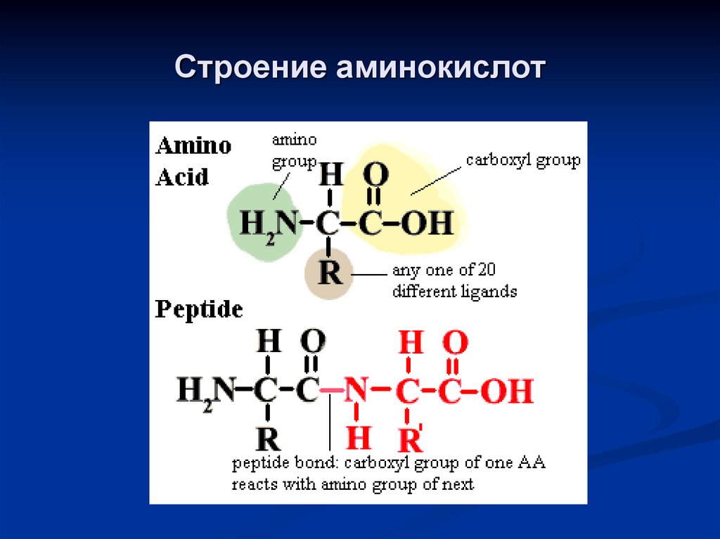 Группа входящие в состав аминокислот