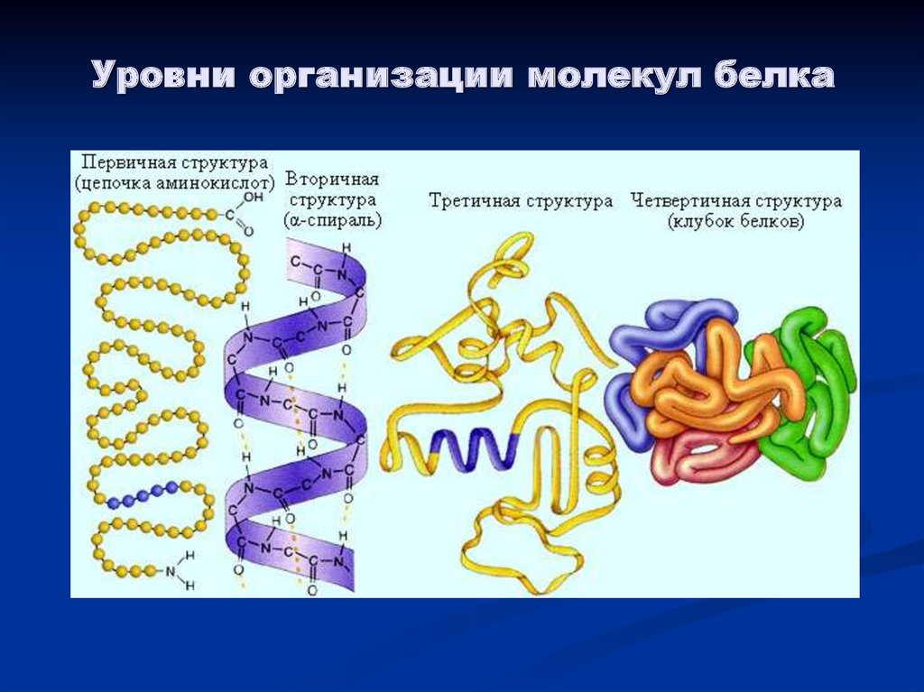 Функции молекулы белка