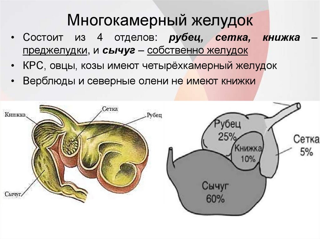 Преджелудки жвачных. Строение многокамерного желудка КРС. Строение многокамерного желудка жвачных. Многокамерный желудок строение анатомия животных. Строение желудка жвачных животных схема.