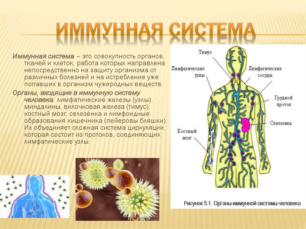 Что отвечает в организме человека. Схема иммунной системы организма человека биология 8 класс. Строение и функции иммунной системы. Иммунная система органы и клетки иммунной системы. Иммунная система строение и функции кратко.