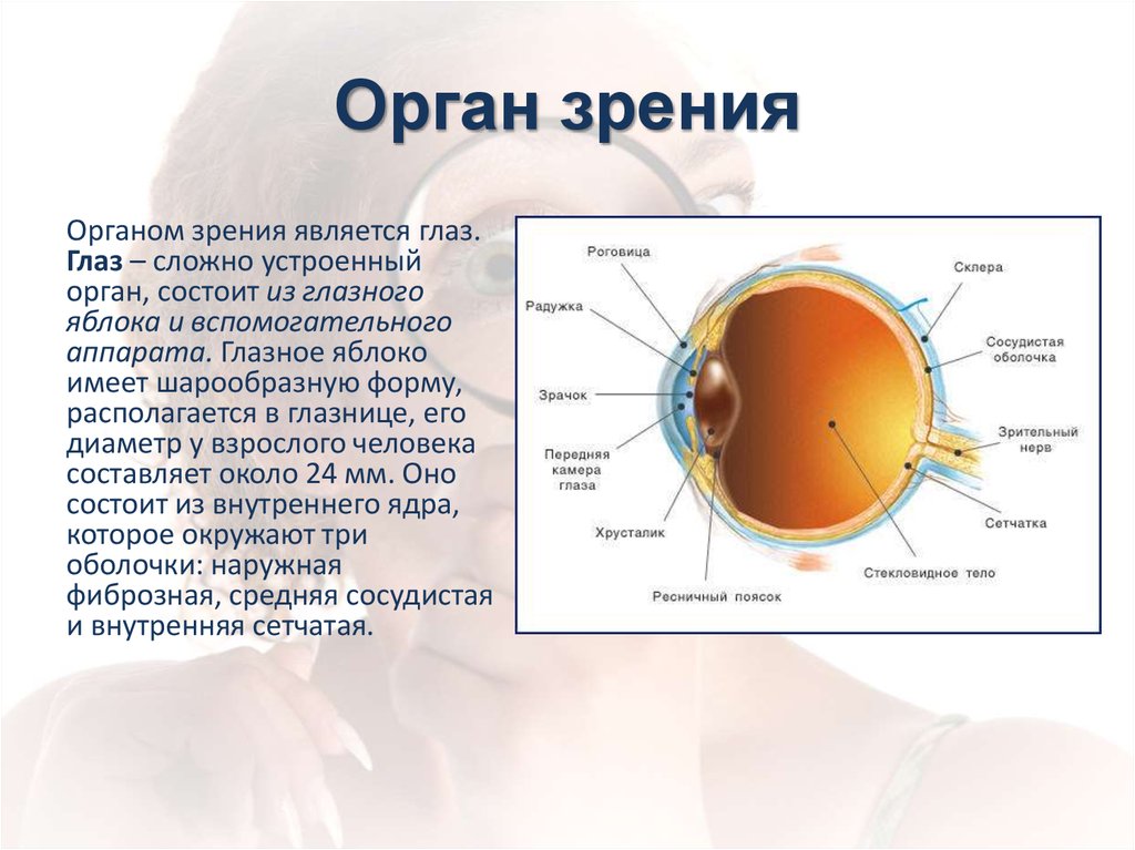 Глаза являются органом человека. Возрастные изменения зрительной сенсорной системы. Зрительная сенсорная система. Строение глаза, возрастные особенности. Особенности органа зрения. Строение органа зрения.