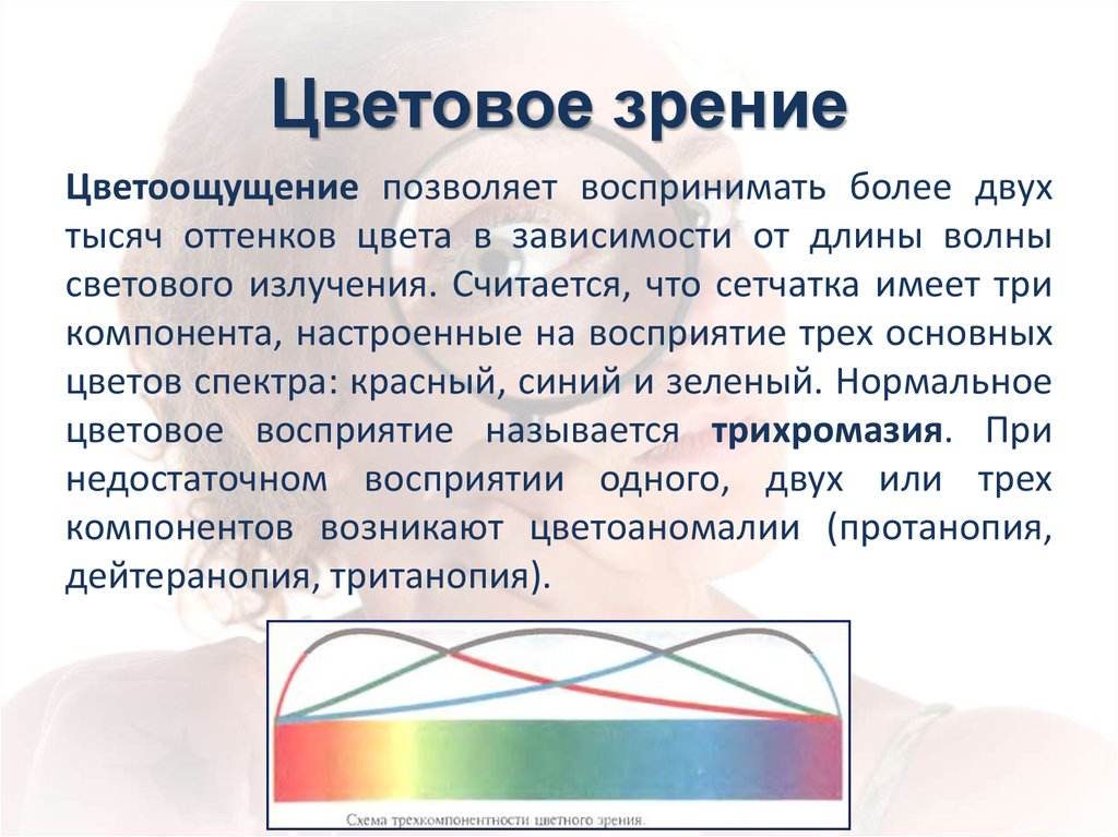 Нормальный цвет зрения. Цветовое зрение. Цветовое зрение физиология. Цветовое зрение человека. Являются рецепторами цветового зрения.