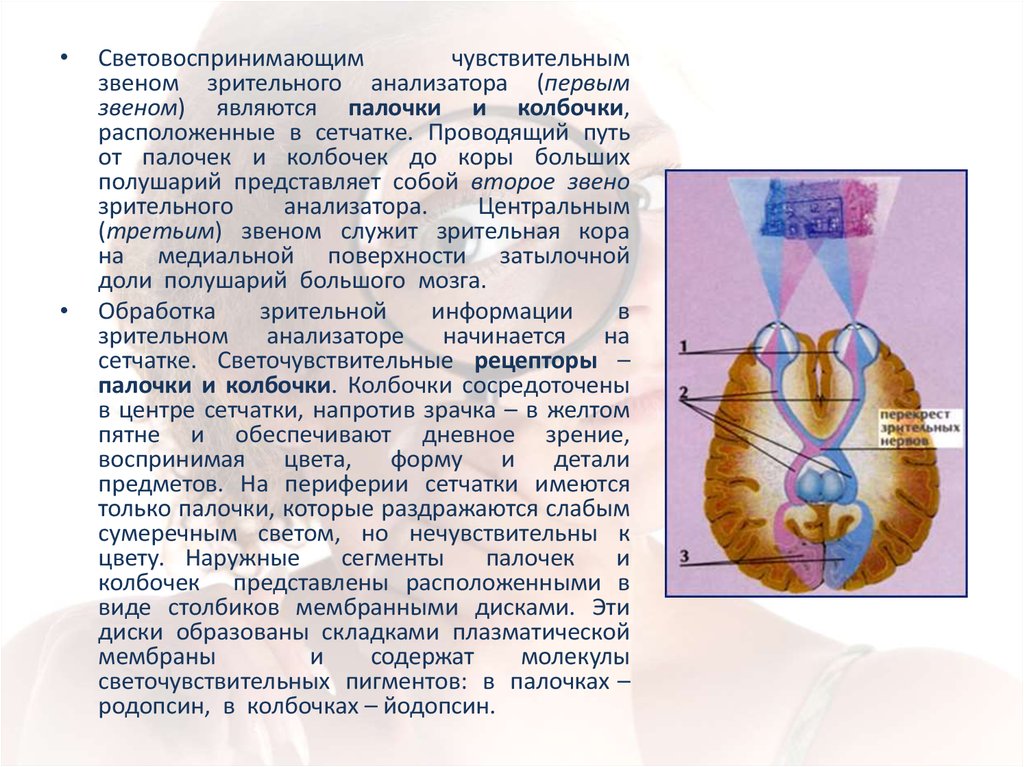 Презентация на тему зрительная сенсорная система