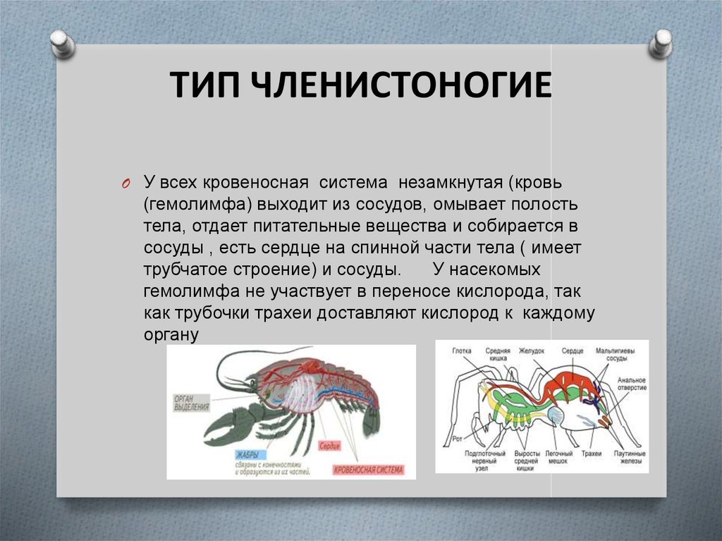 У каких животных незамкнутая