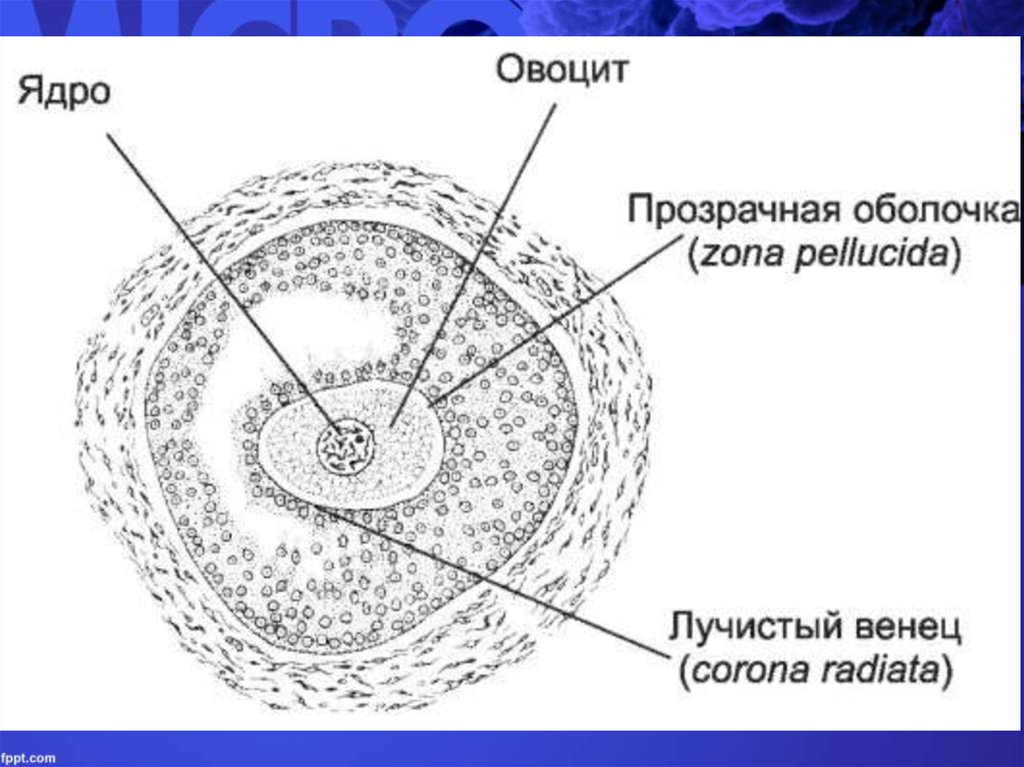 Яйцеклетка рисунок с подписями