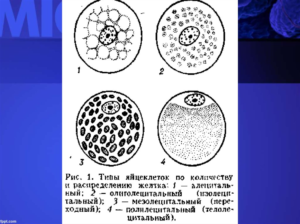 Информационная емкость человеческой яйцеклетки приблизительно равна 2 33 битам сколько дисков