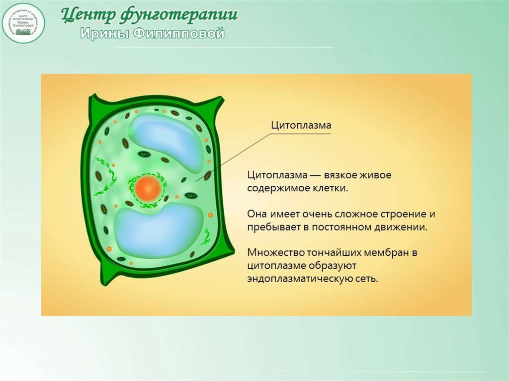 Функции цитоплазмы органоида клетки. Цитоплазма растительная клетка 10 класс. Строение органоидов клетки растений. Строение цитоплазмы растительной клетки. Цитоплазма у клеток растений 6 класс.