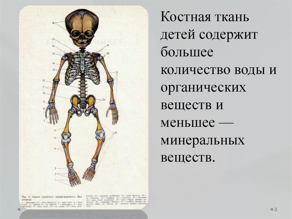 Скелетная система презентация на английском