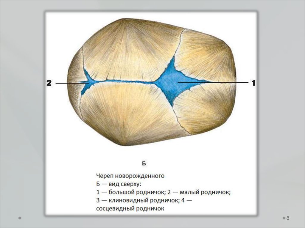 Роднички доношенного ребенка. Швы и роднички черепа анатомия. Расположение родничков черепа у новорожденного. Роднички черепа анатомия. Кости черепа роднички.