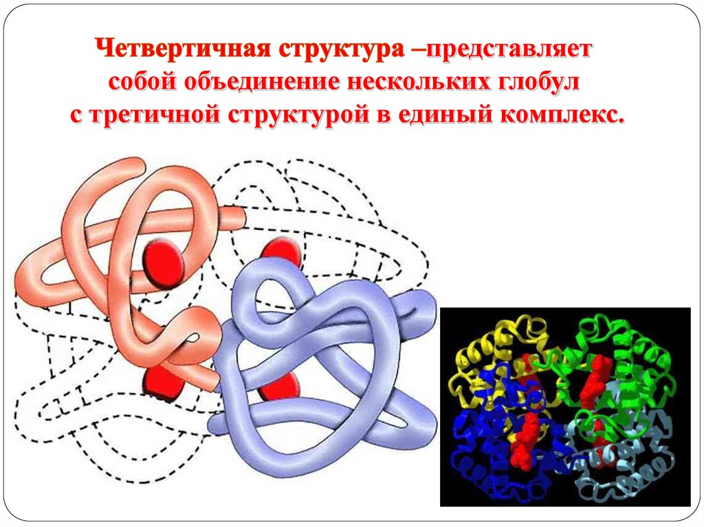 Перечислите какие аминокислоты представлены на рисунке третичной структуры белка