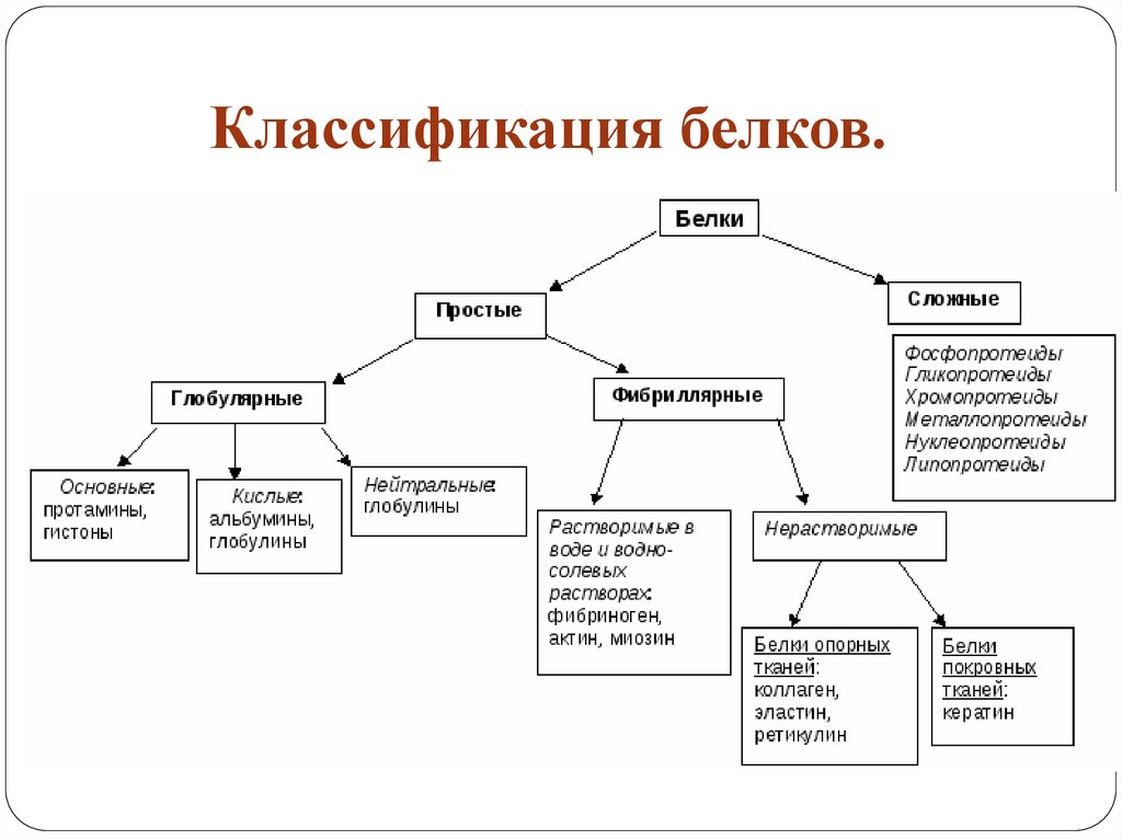 По какому признаку среди сложных. Классификация белков по химическому строению. Классификация и функции белков. Классификация белков по строению и функциям. Классификация сложных белков биохимия.