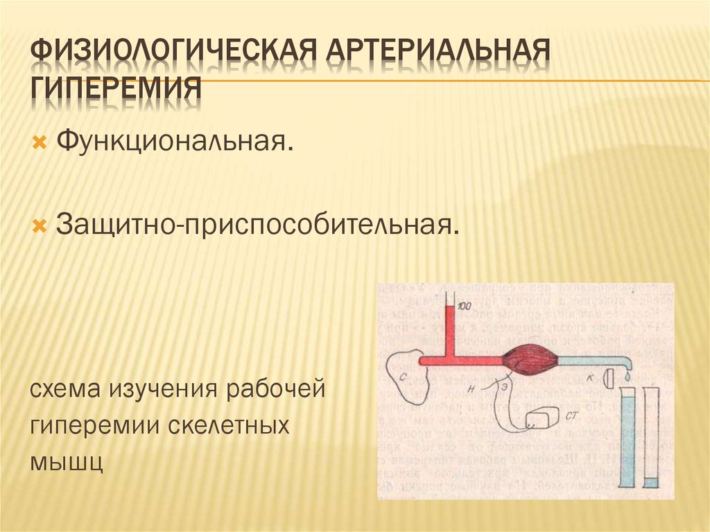 Артериальная гиперемия рисунок