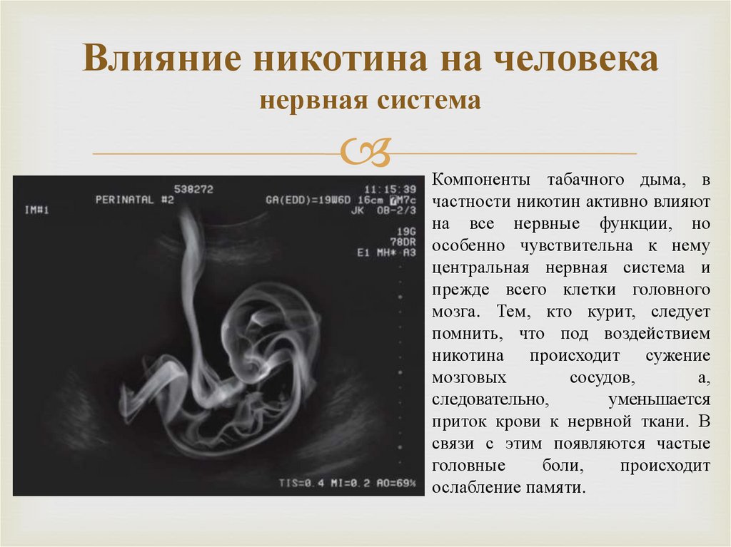 Влияние никотина на человека нервная система