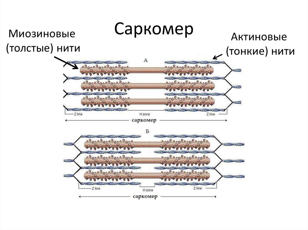 Саркомер рисунок физиология