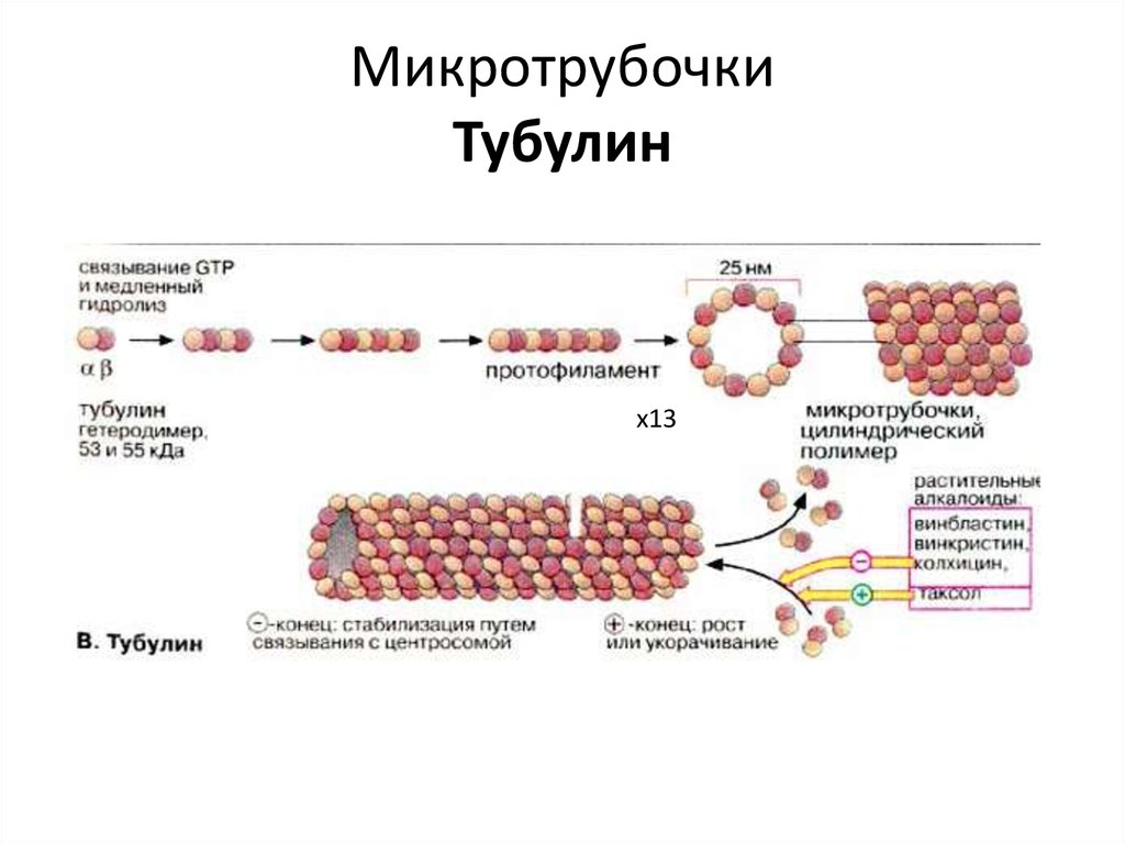 Синтез белков тубулинов. Микротрубочки образованы белком тубулином. Микротрубочки белок тубулин. Белок тубулин функции. Тубулиновый димер микротрубочки.