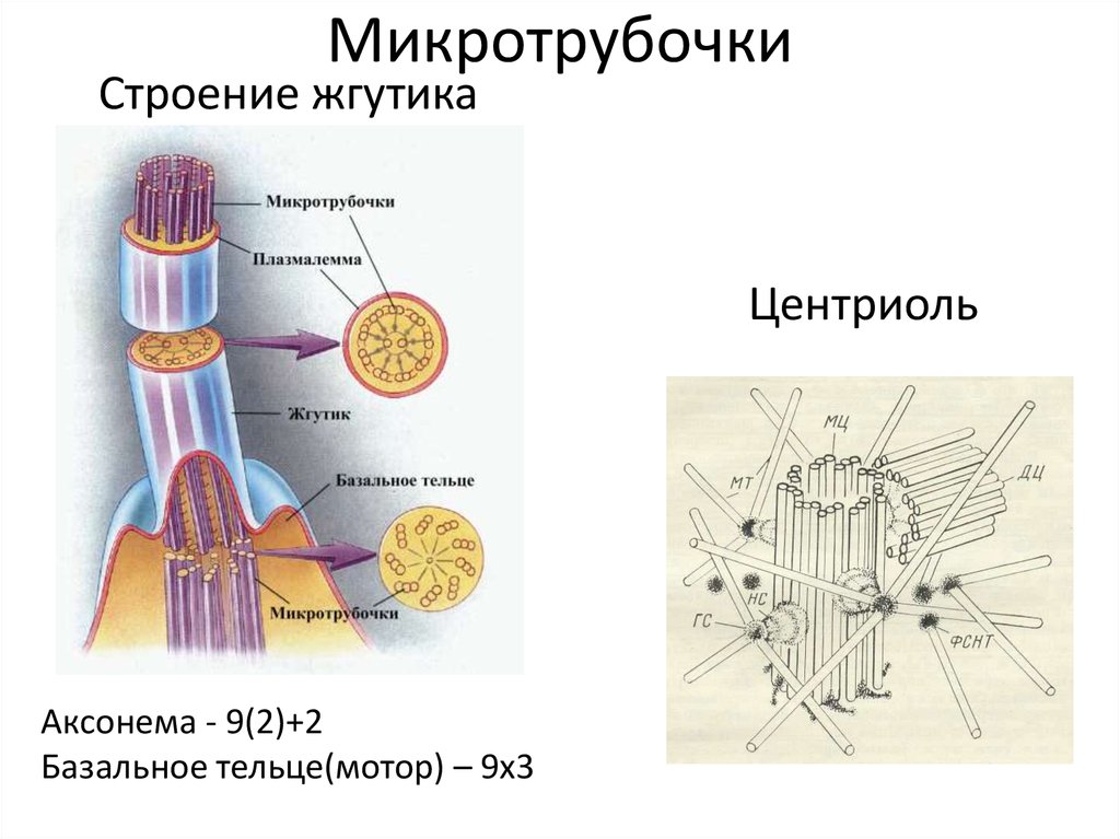 Строение жгутика эукариот