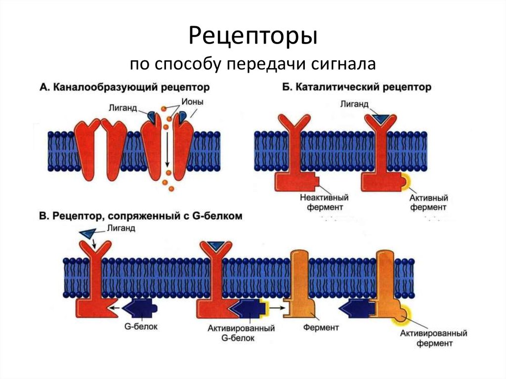 Рецептором называется. Плазмолемма рецепторная функция. Рецепторная функция плазмалеммы. Рецепторная функция мембраны. Рецепторная функция плазматической мембраны.