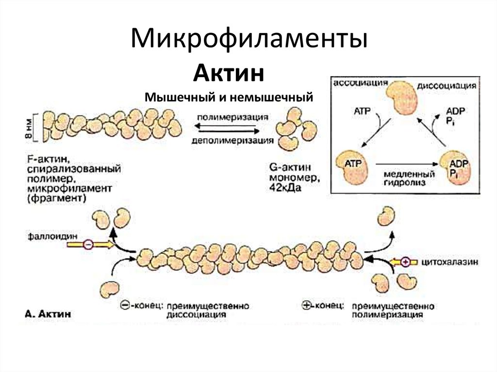 Актин входит в состав. Актиновые микрофиламенты. Микрофиламенты строение и функции. Микрофиламенты актин. Микротрубочки актиновые.