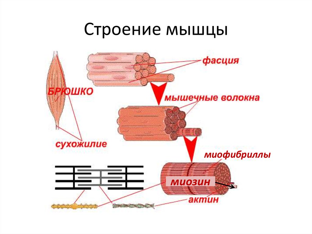 Последовательность мышечных элементов. Строение мышечного волокна ЕГЭ. Строение мышцы человека миофибрилла. Строение мышц актин. Строение мышечных волокон актин.