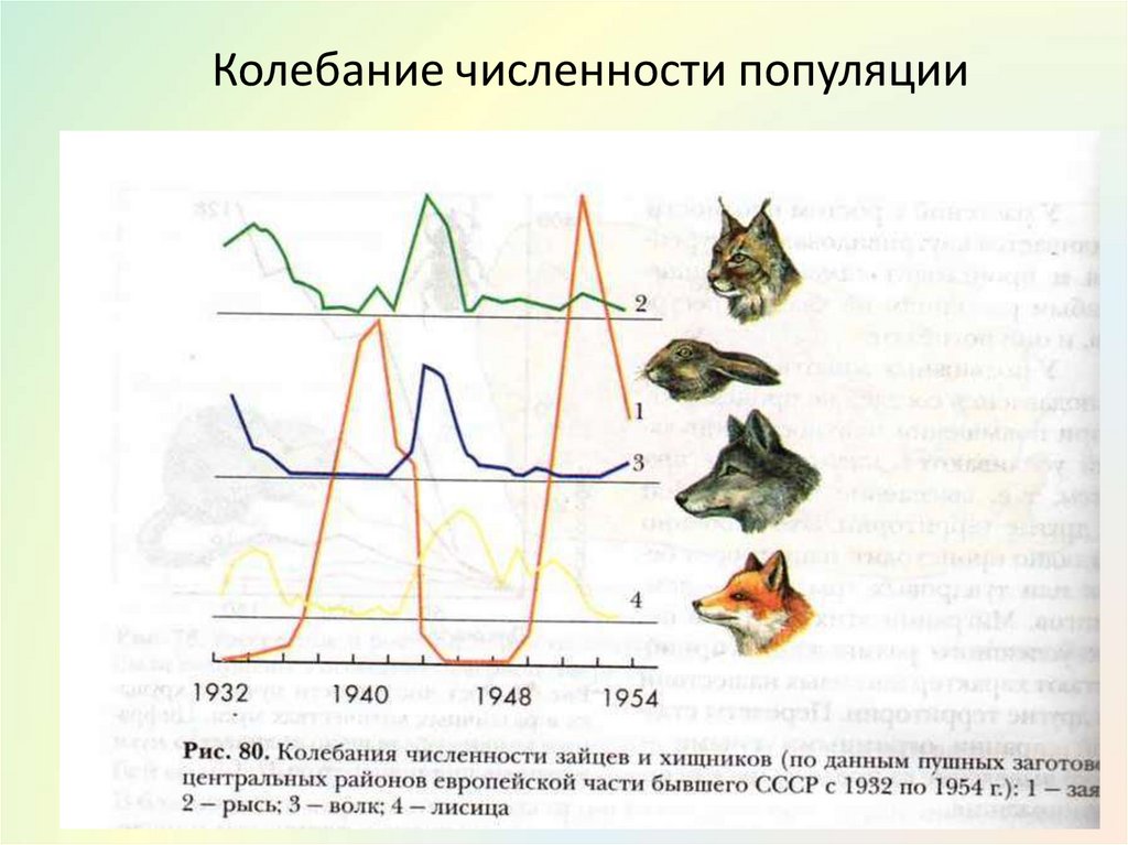 Зайцы изменение численности. Численность популяции. Колебания численности. Колебания численности особей в популяции. График изменения численности популяции.
