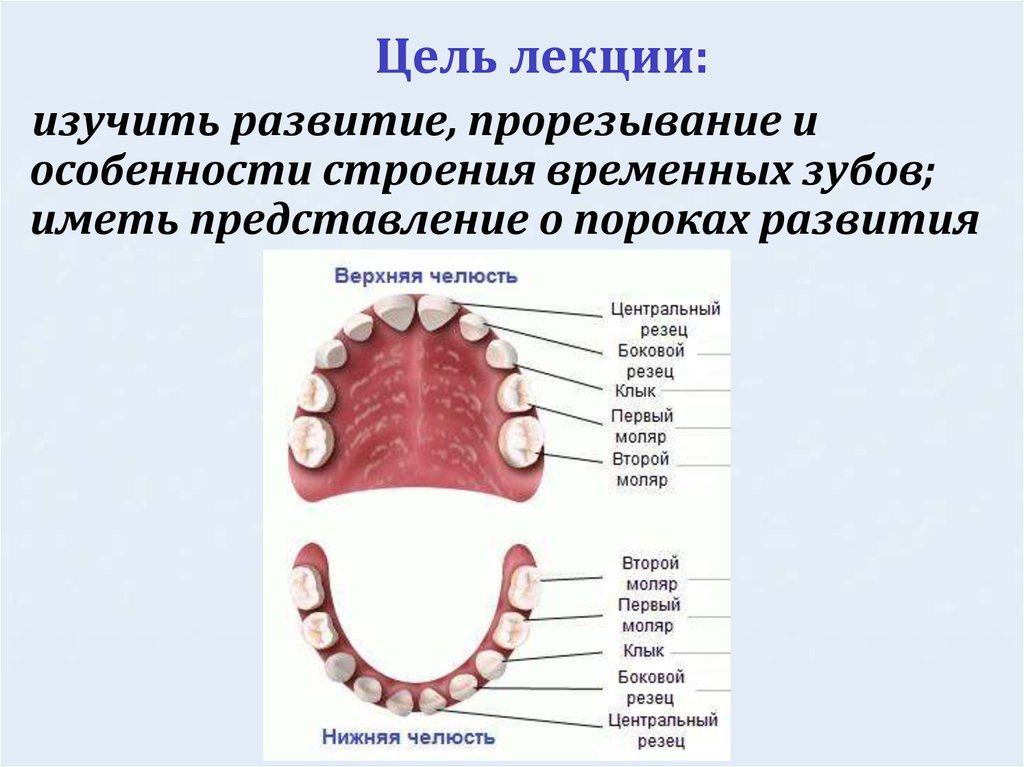 Прорезывание зубов фото поэтапно