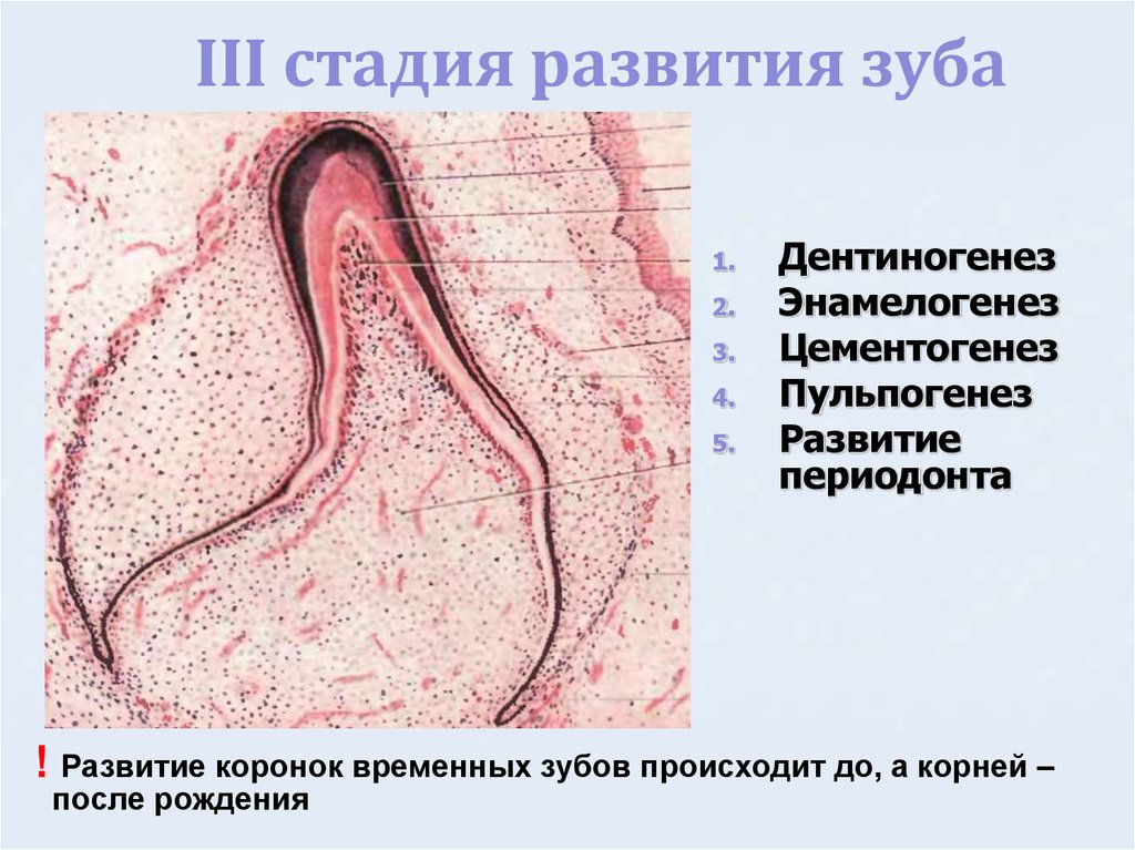 Развитие зуба схема гистология