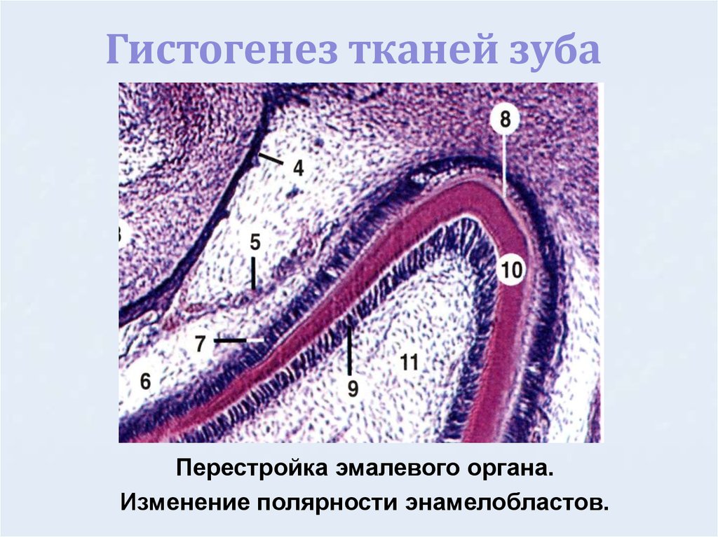 Развитие зуба презентация