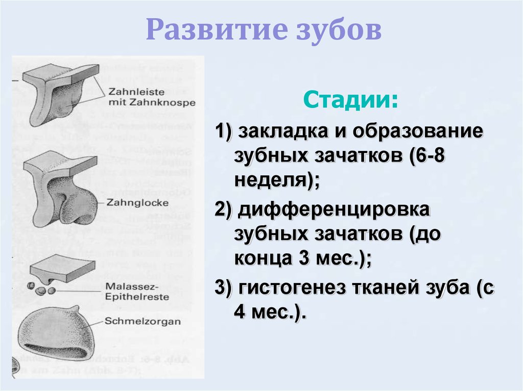 Возрастные изменения зубов презентация