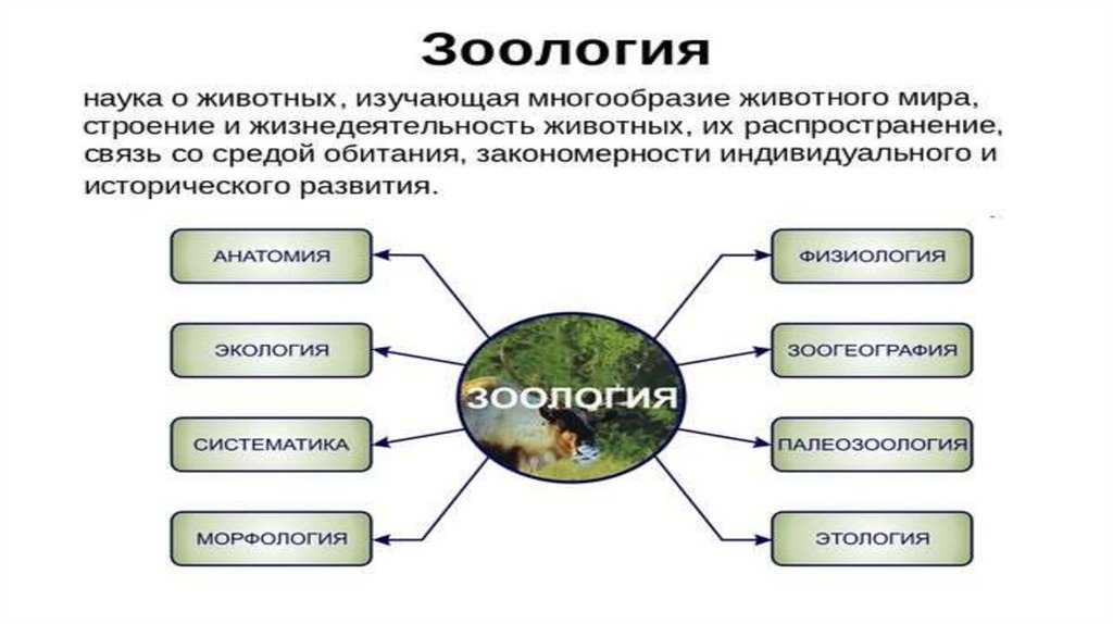 Окружающее признак. Экологические признаки животных это. Признаки животных 7 класс биология. Основные признаки животных 7 класс биология. Экологические признаки животных 5 класс.