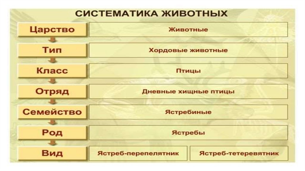 Выберите признаки животных. Признаки животных. Основные признаки животных. Основные признаки животных 7 класс биология. Перечислите признаки животных.