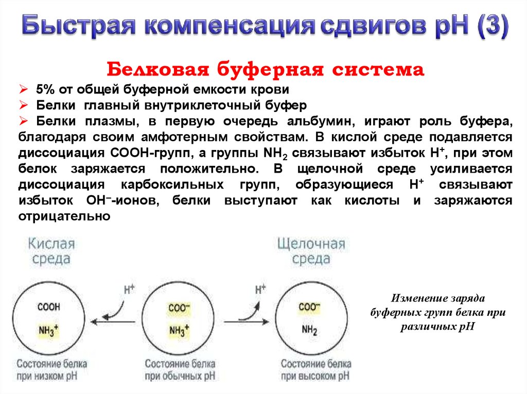 Бикарбонатный буфер схема