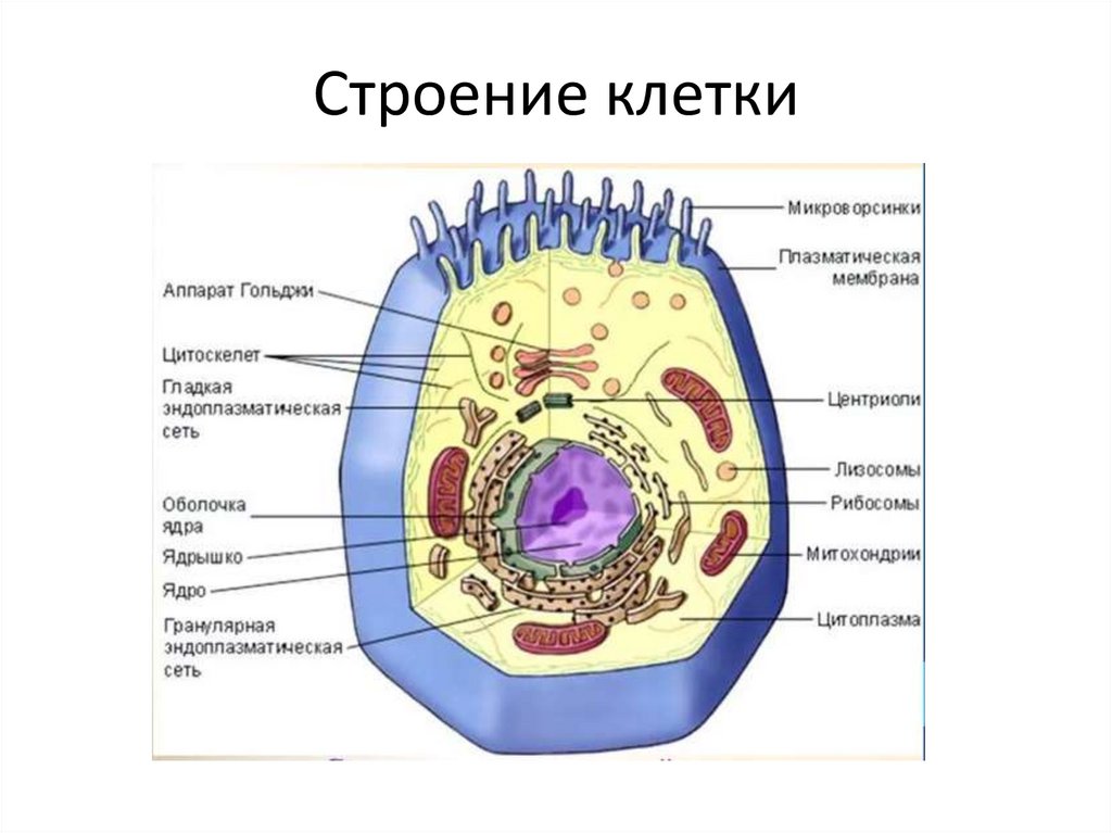 Какой цифрой на рисунке обозначена структура клетки которой имеют хлоропласты