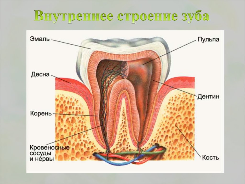 В какую систему входит зуб. Внутренне строение зуба. Строение зуба человека схема. Строение зуба внешнее и внутреннее строение. Схема внутреннего строения зуба.