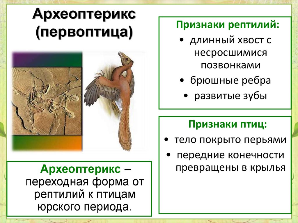 Главные признаки птиц. Признаки пресмыкающихся у археоптерикса. Передние конечности археоптерикса. Переходные формы Археоптерикс. Признаки птиц.