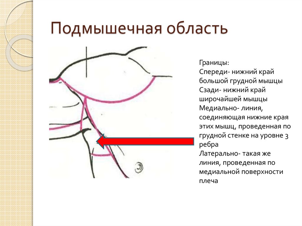 Подключичная ямка где находится фото