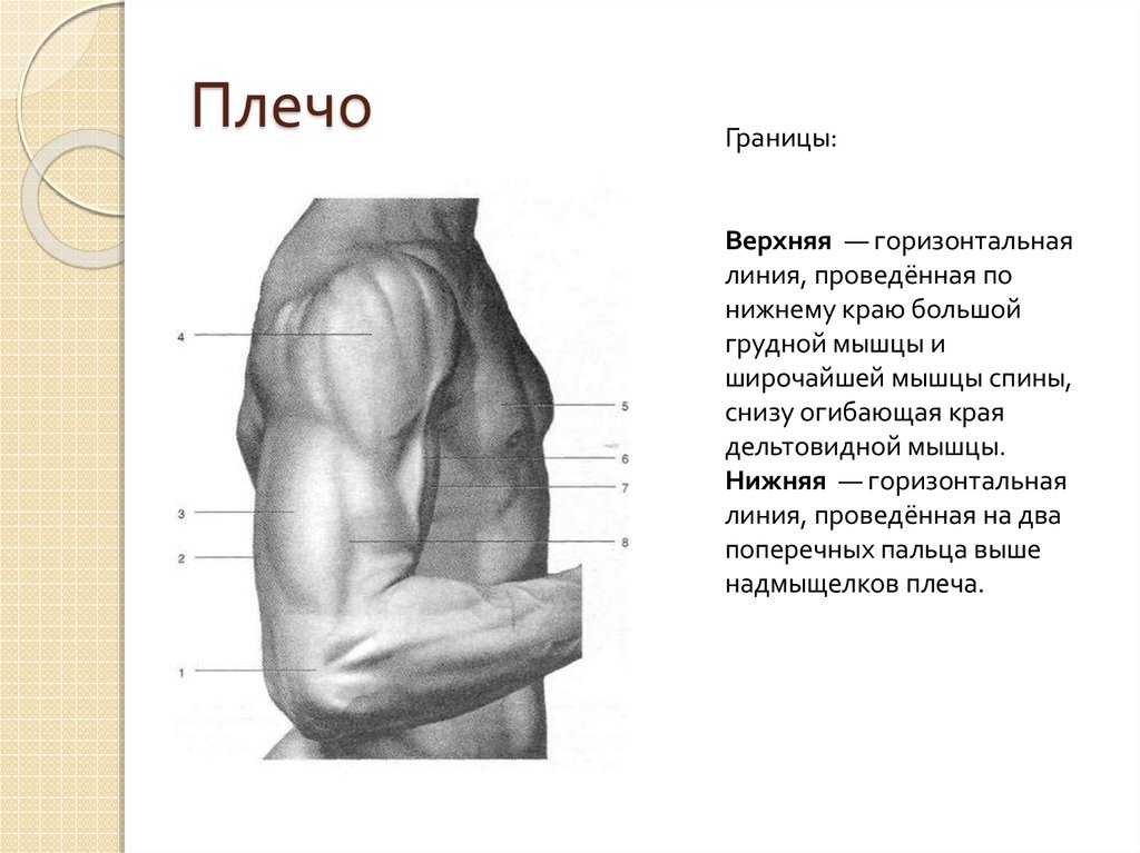 Снизу и на верхних. Предплечье человека. Плечо и предплечье. Плечо и предплечье у человека. Границы плеча топографическая анатомия.
