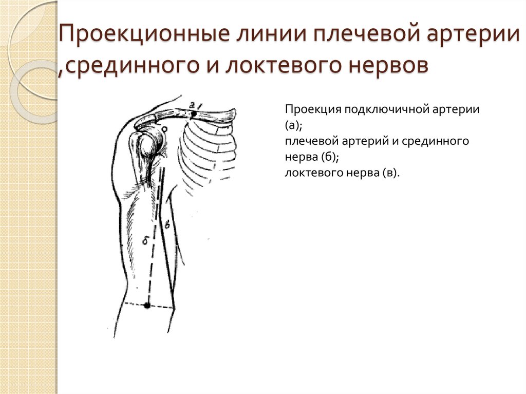 Проекционные линии плечевой артерии ,срединного и локтевого нервов