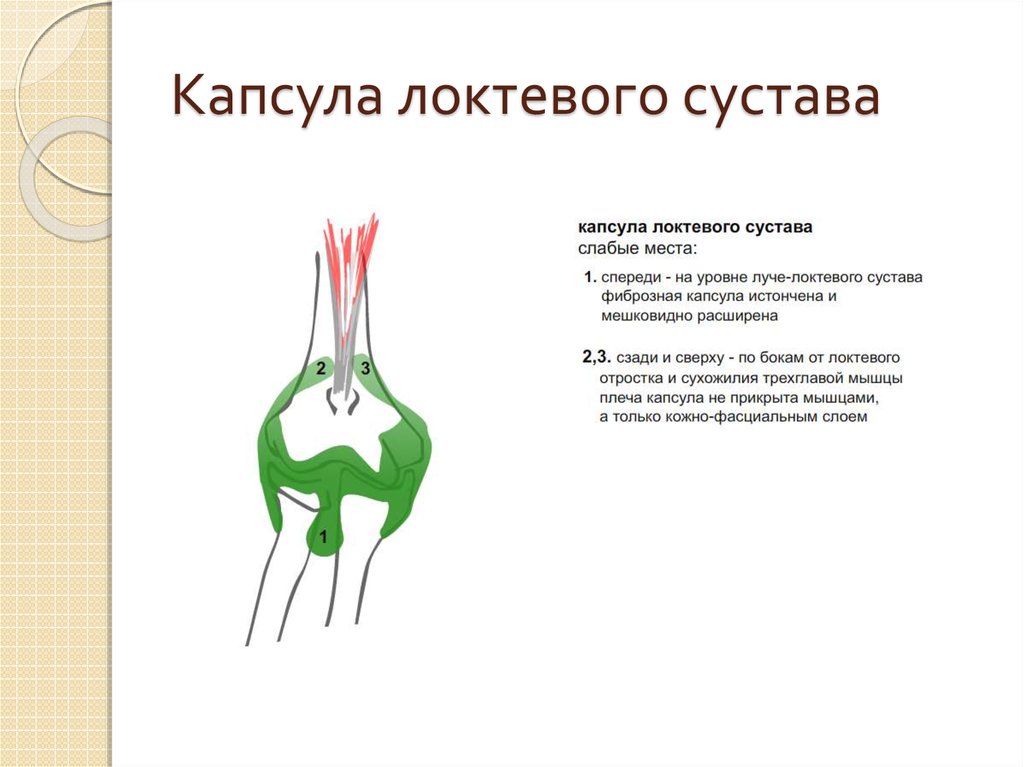 Хирургическая анатомия суставов. Заворот локтевого суст. Слабые места локтевого сустава топ анатомия. Слабые места капсулы локтевого сустава. Суставная капсула локтевого сустава.