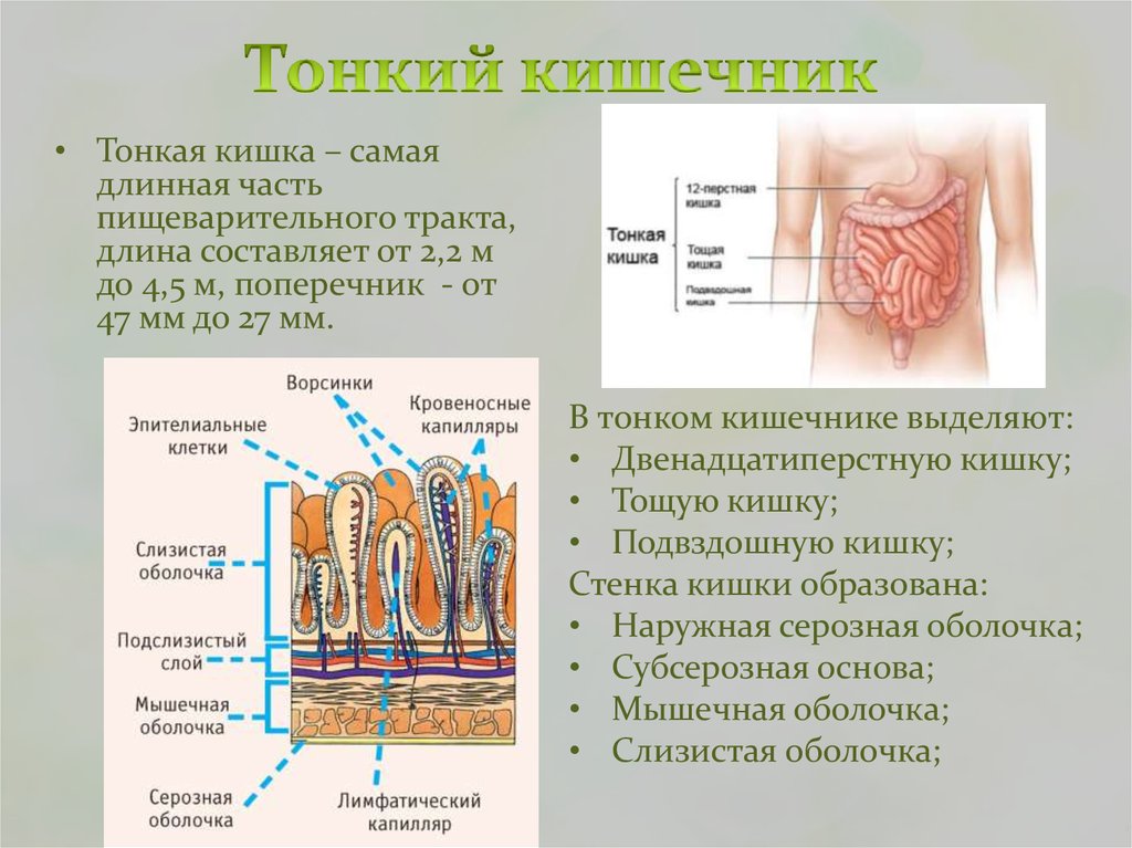 Тонкая кишка биология. Тонкий кишечник анатомия функции. Тонкая кишка отделы строение. Тонкий отдел кишечника функции. Тонкий кишечник строение и функции.