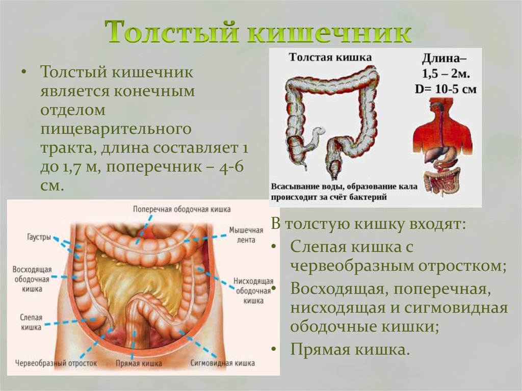 В состав какой системы входит толстый кишечник. Ободочная толстая кишка анатомия. Толстый кишечник строение отделы анатомия. Отделы толстой кишки анатомия человека. Отделы Толстого кишечника человека анатомия.