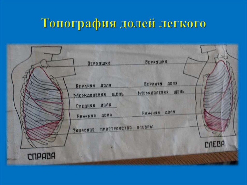 Проекция легких