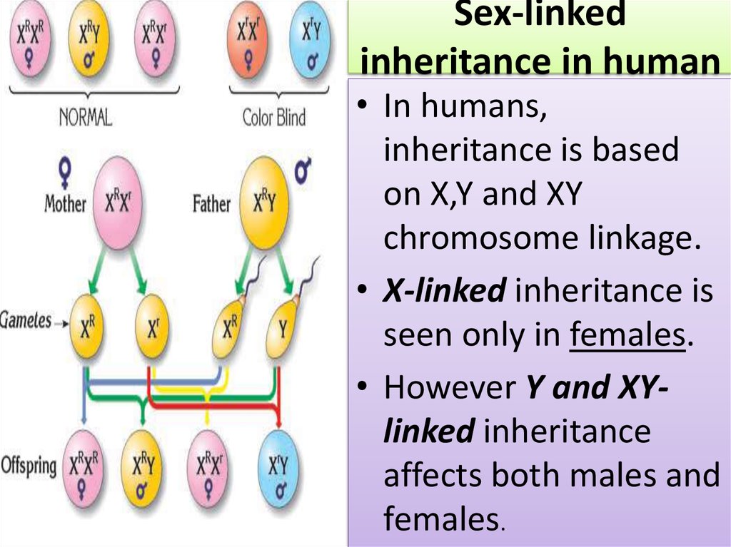 Sex-linked inheritance in human